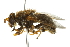  (Blera armillata - 10BBCDIP-2501)  @12 [ ] CreativeCommons - Attribution (2010) CBG Photography Group Centre for Biodiversity Genomics
