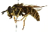  (Chrysotoxum flavifrons - 10BBCDIP-2559)  @15 [ ] CreativeCommons - Attribution (2010) CBG Photography Group Centre for Biodiversity Genomics