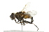  (Helophilus groenlandicus - 10BBCDIP-2573)  @14 [ ] CreativeCommons - Attribution (2010) CBG Photography Group Centre for Biodiversity Genomics