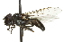  (Cheilosia latrans - 10BBCDIP-2634)  @14 [ ] CreativeCommons - Attribution (2010) CBG Photography Group Centre for Biodiversity Genomics
