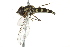  (Meligramma guttata - 10BBCDIP-2672)  @14 [ ] CreativeCommons - Attribution (2010) CBG Photography Group Centre for Biodiversity Genomics