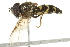  ( - 10BBCDIP-2709)  @13 [ ] CreativeCommons - Attribution (2010) CBG Photography Group Centre for Biodiversity Genomics