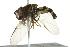  ( - 10BBCDIP-2711)  @13 [ ] CreativeCommons - Attribution (2010) CBG Photography Group Centre for Biodiversity Genomics