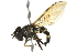 (Melangyna lasiophthalma - 10BBCDIP-2712)  @15 [ ] CreativeCommons - Attribution (2010) CBG Photography Group Centre for Biodiversity Genomics