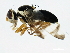  ( - 10BBCDDIP-3210)  @13 [ ] CreativeCommons - Attribution (2011) CBG Photography Group Centre for Biodiversity Genomics