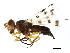  ( - 10BBCDDIP-3216)  @13 [ ] CreativeCommons - Attribution (2011) CBG Photography Group Centre for Biodiversity Genomics