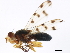  ( - 10BBCDDIP-3230)  @11 [ ] CreativeCommons - Attribution (2011) CBG Photography Group Centre for Biodiversity Genomics