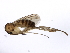  ( - 10BBCDDIP-3274)  @14 [ ] CreativeCommons - Attribution (2011) CBG Photography Group Centre for Biodiversity Genomics