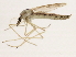  ( - 10BBCDIP-3024)  @13 [ ] CreativeCommons - Attribution (2010) CBG Photography Group Centre for Biodiversity Genomics