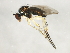  ( - 10BBCDIP-3053)  @13 [ ] CreativeCommons - Attribution (2010) CBG Photography Group Centre for Biodiversity Genomics