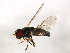  ( - 10BBCDIP-3069)  @12 [ ] CreativeCommons - Attribution (2010) CBG Photography Group Centre for Biodiversity Genomics