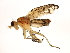  ( - 10BBCDIP-3083)  @13 [ ] CreativeCommons - Attribution (2010) CBG Photography Group Centre for Biodiversity Genomics