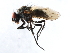  ( - 10BBCDIP-3421)  @12 [ ] CreativeCommons - Attribution (2011) CBG Photography Group Centre for Biodiversity Genomics