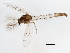  ( - 10BBCDIP-3435)  @12 [ ] CreativeCommons - Attribution (2011) CBG Photography Group Centre for Biodiversity Genomics