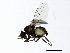  ( - 10BBCDIP-3458)  @13 [ ] CreativeCommons - Attribution (2011) CBG Photography Group Centre for Biodiversity Genomics