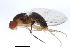  ( - 10BBCDIP-3131)  @12 [ ] CreativeCommons - Attribution (2010) CBG Photography Group Centre for Biodiversity Genomics