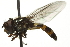  ( - 10BBCDIP-2728)  @12 [ ] CreativeCommons - Attribution (2010) CBG Photography Group Centre for Biodiversity Genomics