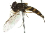  ( - 10BBCDIP-2741)  @13 [ ] CreativeCommons - Attribution (2010) CBG Photography Group Centre for Biodiversity Genomics
