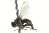  ( - 10BBCDIP-2859)  @13 [ ] CreativeCommons - Attribution (2010) CBG Photography Group Centre for Biodiversity Genomics