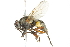  ( - 10BBCDIP-2916)  @14 [ ] CreativeCommons - Attribution (2010) CBG Photography Group Centre for Biodiversity Genomics