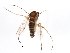  ( - PCPP10-0787)  @13 [ ] CreativeCommons - Attribution (2011) CBG Photography Group Centre for Biodiversity Genomics