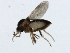  ( - PCPP10-0834)  @13 [ ] CreativeCommons - Attribution (2011) CBG Photography Group Centre for Biodiversity Genomics