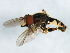  ( - PCPP10-0911)  @12 [ ] CreativeCommons - Attribution (2011) CBG Photography Group Centre for Biodiversity Genomics