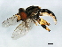  (Eurimyia - PCPP10-0914)  @16 [ ] CreativeCommons - Attribution (2011) CBG Photography Group Centre for Biodiversity Genomics