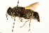  (Stratiomys badia - 09BBEDI-0202)  @14 [ ] CreativeCommons - Attribution (2009) Unspecified Centre for Biodiversity Genomics