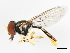  (Toxomerus marginatus - 09BBEDI-0381)  @15 [ ] CreativeCommons - Attribution (2009) Unspecified Centre for Biodiversity Genomics