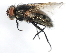  ( - 09BBEDI-0430)  @14 [ ] CreativeCommons - Attribution (2009) Unspecified Centre for Biodiversity Genomics