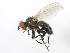  (Schoenomyza - 09BBEDI-0517)  @15 [ ] CreativeCommons - Attribution (2010) Unspecified Centre for Biodiversity Genomics