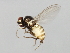 ( - 09BBEDI-0963)  @13 [ ] CreativeCommons - Attribution (2010) Unspecified Centre for Biodiversity Genomics