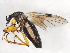  (Bibio nervosus - 09BBEDI-0747)  @14 [ ] CreativeCommons - Attribution (2010) Unspecified Centre for Biodiversity Genomics