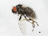  ( - 09BBEDI-0786)  @13 [ ] CreativeCommons - Attribution (2010) Unspecified Centre for Biodiversity Genomics