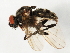  (Anthomyia - 09BBEDI-1200)  @14 [ ] CreativeCommons - Attribution (2010) Unspecified Centre for Biodiversity Genomics