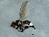  ( - 09BBEDI-1311)  @13 [ ] CreativeCommons - Attribution (2010) Unspecified Centre for Biodiversity Genomics