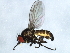  ( - 09BBEDI-1336)  @12 [ ] CreativeCommons - Attribution (2010) Unspecified Centre for Biodiversity Genomics