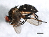  ( - 09BBEDI-1508)  @13 [ ] CreativeCommons - Attribution (2010) Unspecified Centre for Biodiversity Genomics