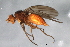  ( - 09BBEDI-1729)  @13 [ ] CreativeCommons - Attribution (2010) Unspecified Centre for Biodiversity Genomics