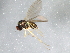  ( - 09BBEDI-1749)  @12 [ ] CreativeCommons - Attribution (2010) Unspecified Centre for Biodiversity Genomics