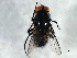  ( - 09BBEDI-1915)  @12 [ ] CreativeCommons - Attribution (2010) Unspecified Centre for Biodiversity Genomics
