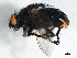  ( - 09BBEDI-1533)  @13 [ ] CreativeCommons - Attribution (2010) Unspecified Centre for Biodiversity Genomics