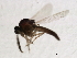 ( - 09BBEDI-1655)  @13 [ ] CreativeCommons - Attribution (2010) Unspecified Centre for Biodiversity Genomics