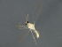  ( - 09BBEDI-2096)  @12 [ ] CreativeCommons - Attribution (2010) Unspecified Centre for Biodiversity Genomics