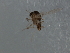  ( - 09BBEDI-2105)  @12 [ ] CreativeCommons - Attribution (2010) Unspecified Centre for Biodiversity Genomics