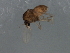  ( - 09BBEDI-2116)  @12 [ ] CreativeCommons - Attribution (2010) Unspecified Centre for Biodiversity Genomics