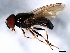  ( - 09BBEDI-2482)  @14 [ ] CreativeCommons - Attribution (2010) CBG Photography Group Centre for Biodiversity Genomics