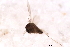  ( - 09BBEDI-2774)  @12 [ ] CreativeCommons - Attribution (2010) CBG Photography Group Centre for Biodiversity Genomics
