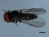  ( - 09BBEDI-2531)  @13 [ ] CreativeCommons - Attribution (2010) CBG Photography Group Centre for Biodiversity Genomics